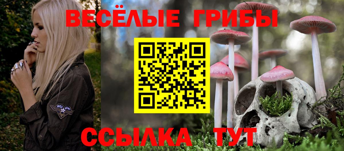 Галлюциногенные грибы Psilocybe Краснознаменск
